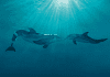 Clearwater Marine Aquarium | I-75 Exit Guide