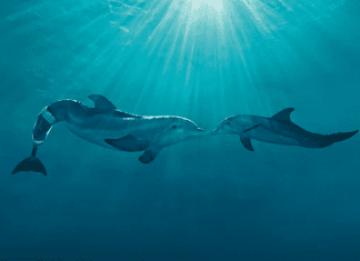 Clearwater Marine Aquarium Unveils Winter the Dolphin’s New Home Clearwater Marine Aquarium | I-75 Exit Guide