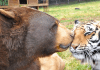 Noahs Ark Animal Sanctuary | I-75 Exit Guide