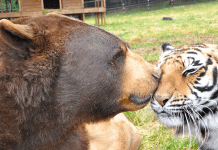 Noahs Ark Animal Sanctuary | I-75 Exit Guide