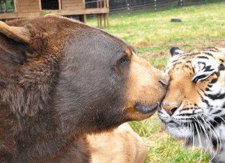 Noahs Ark Animal Sanctuary | I-75 Exit Guide