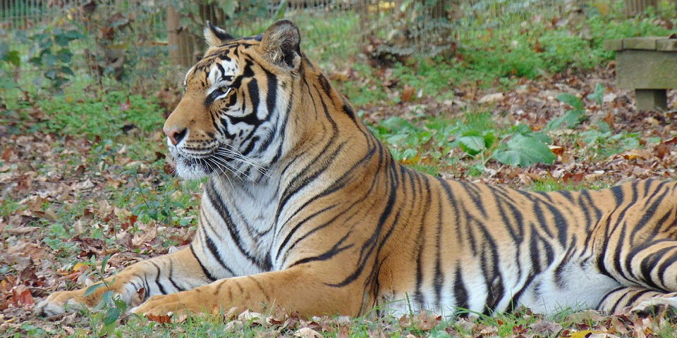 Noah's Ark Animal Sanctuary | I-75 Exit Guide