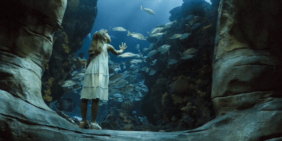 The Tennessee Aquarium | I-75 Exit Guide
