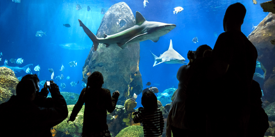 The Tennessee Aquarium | I-75 Exit Guide