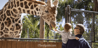 Naples Zoo at Caribbean Gardens – Naples, FL Naples Zoo at Caribbean Gardens | I-75 Exit Guide
