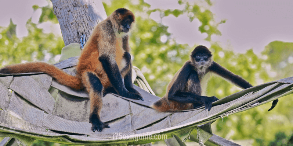 Naples Zoo at Caribbean Gardens | I-75 Exit Guide