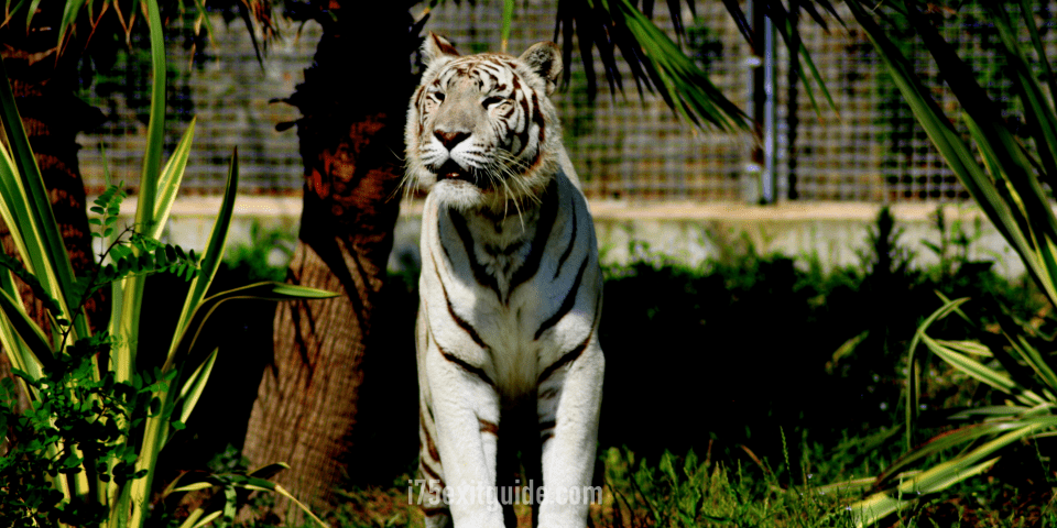 Naples Zoo at Caribbean Gardens | I-75 Exit Guide